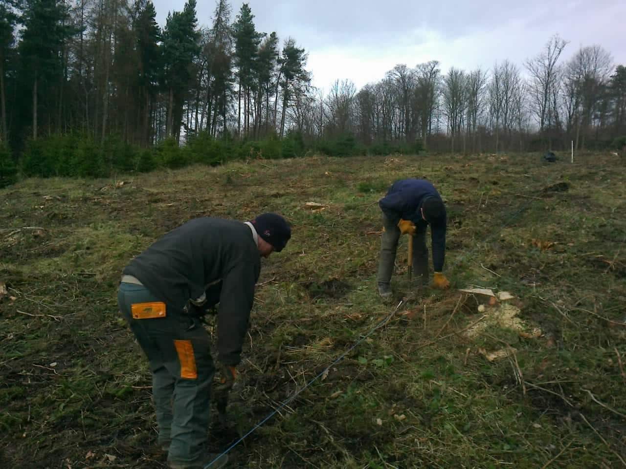 23rd December Planting your Christmas tree for 2025 Earnshaws