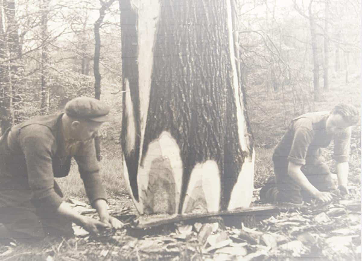 A history in timber