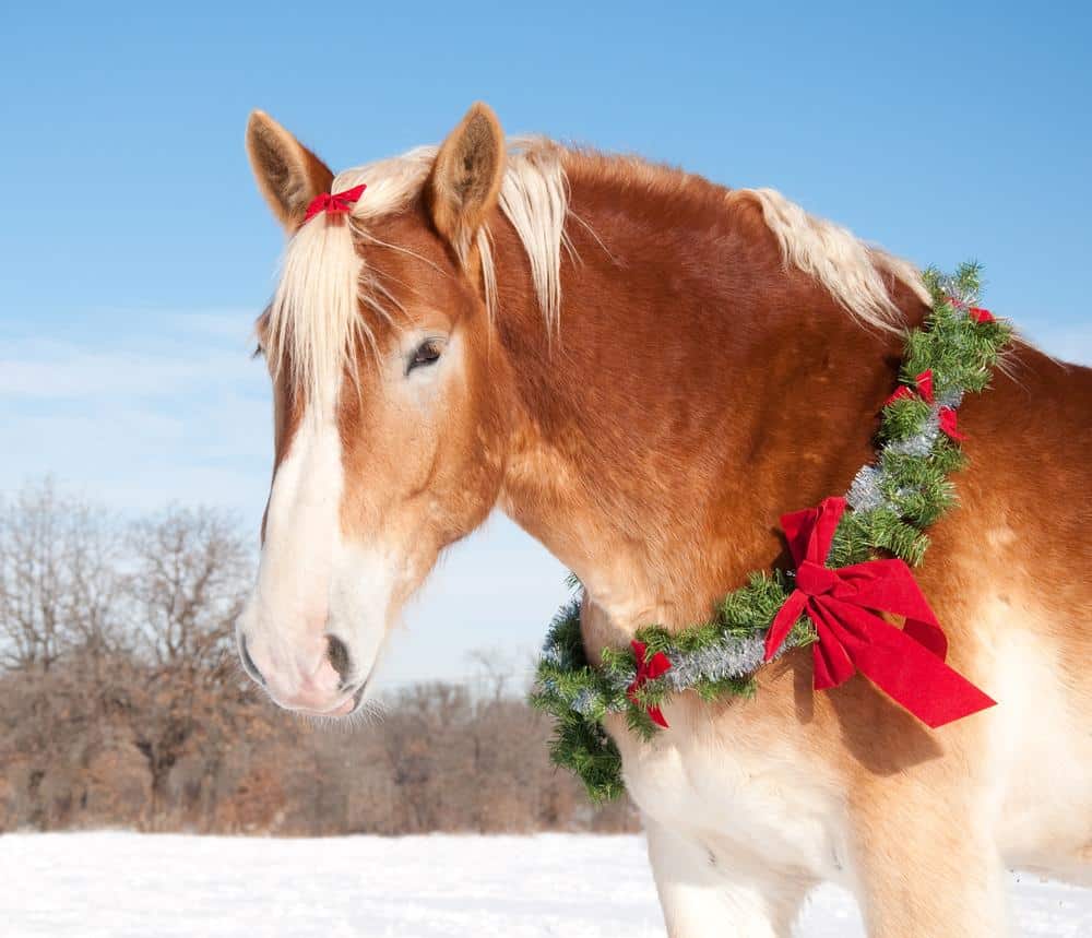 Treat Your Horse This Christmas