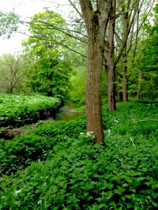 Cricket Bat Willow Trees