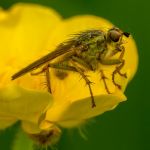 Fly on a Buttercup at Bretton Pond by Gramham Washington