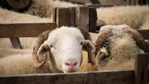 Penistone Agricultural Show 2015