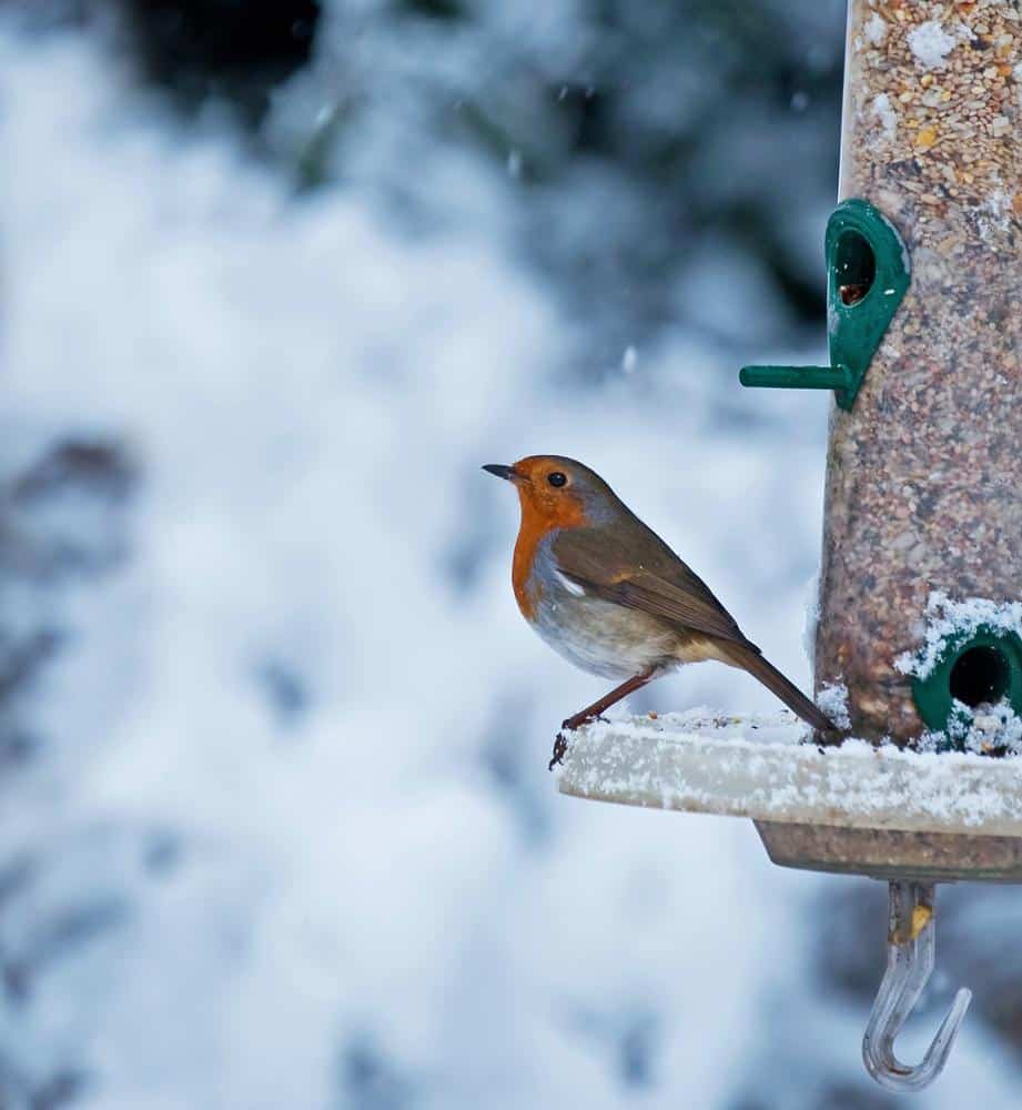 Feeding birds in the winter