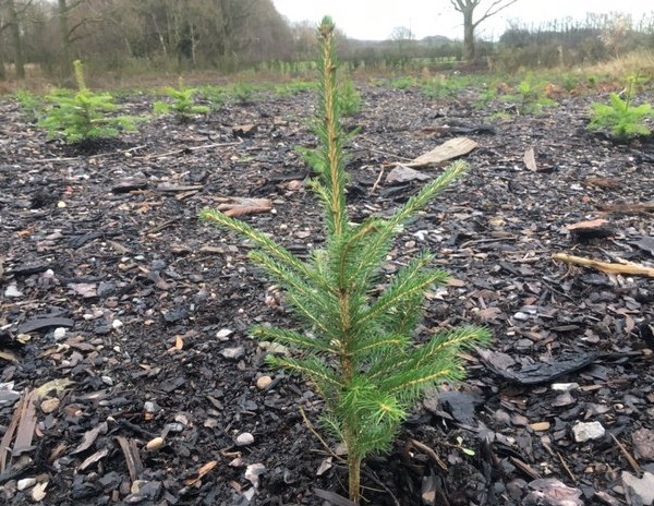 Christmas Trees West Yorkshire