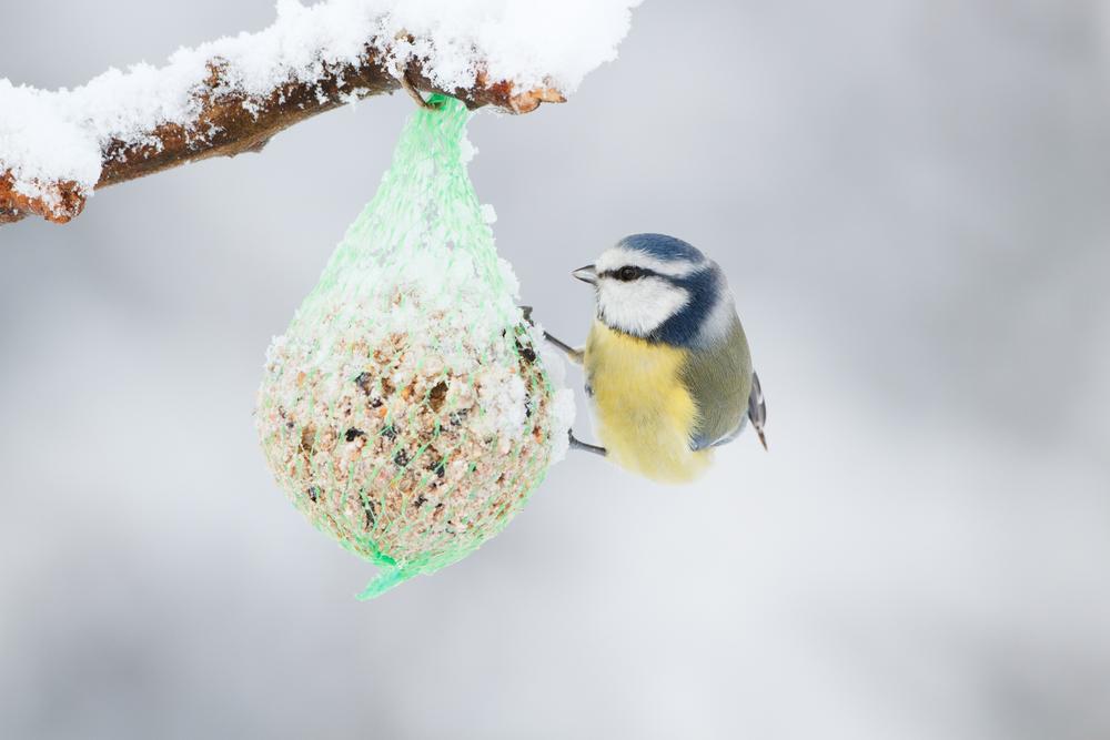 Bird Care at Winter