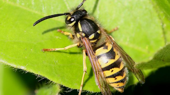 The Big Wasp Survey – As seen on Breakfast TV