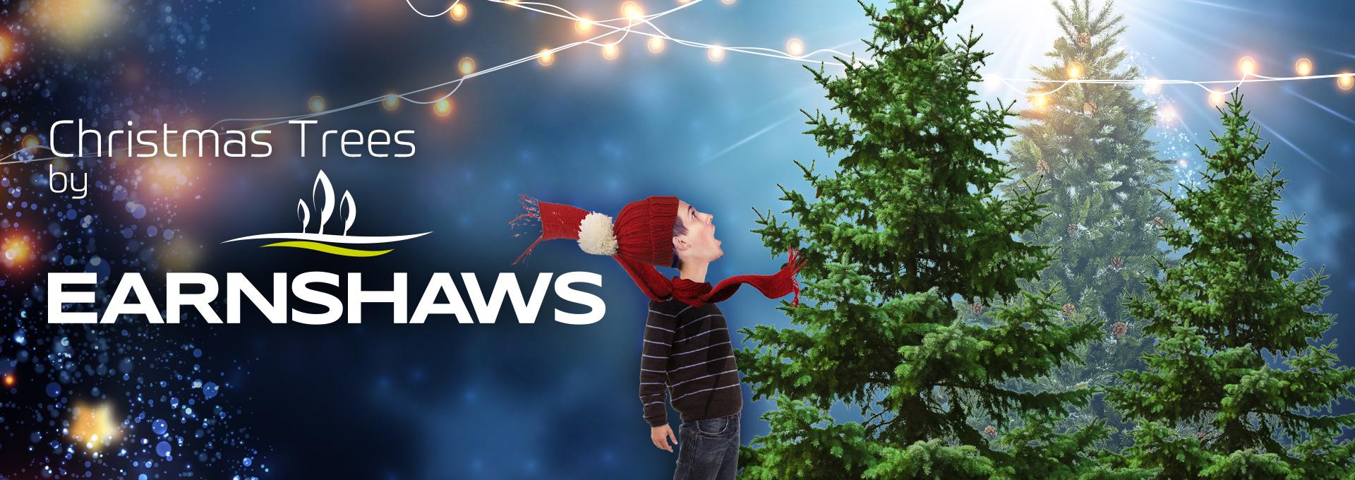 Xmas Trees at Earnshaws