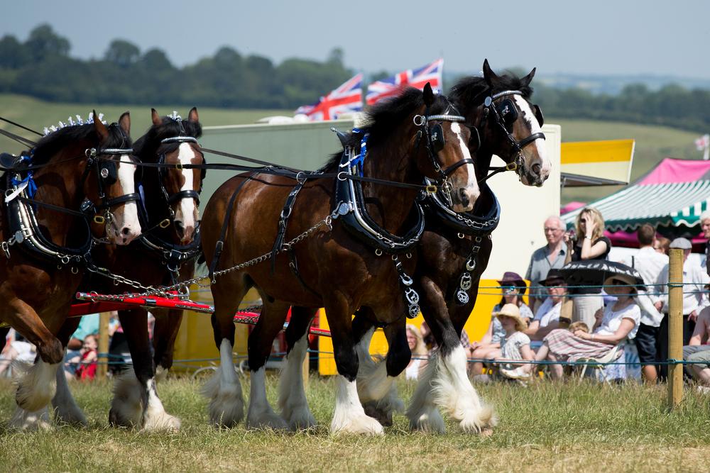 Shire Horse