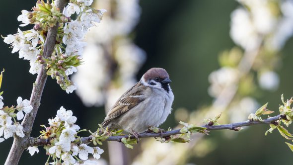 The RSPB Big Garden Birdwatch