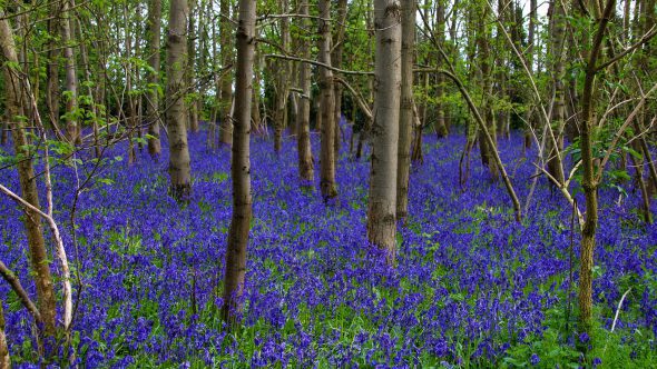 BLANKETS OF BLUEBELLS!