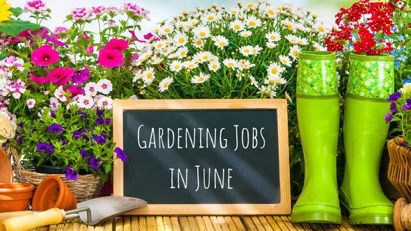 Jump into the garden in June!