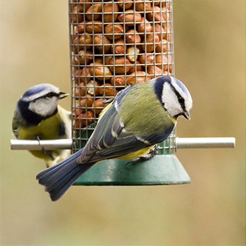 bird feed and feeders at earnshaws fencing centres