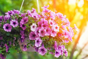 earnshaws fencing centres hanging baskets 