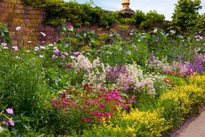 earnshaws fencing centres flowering shrubs