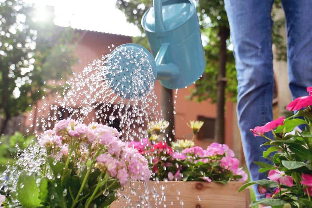 earnshaws fencing centres watering can