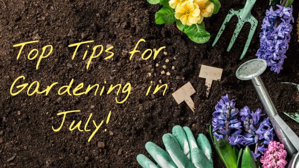 Top tips for gardening in July!