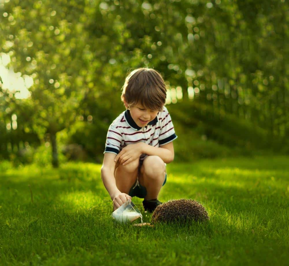 earnshaws fencing centres hedgehog food 