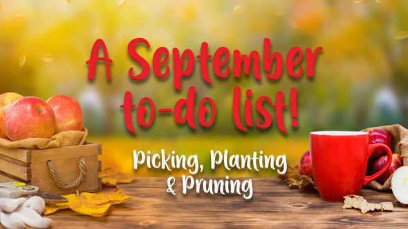 Suggestions for your September Garden!