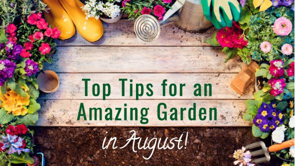 Top Tips for an Amazing Garden in August!
