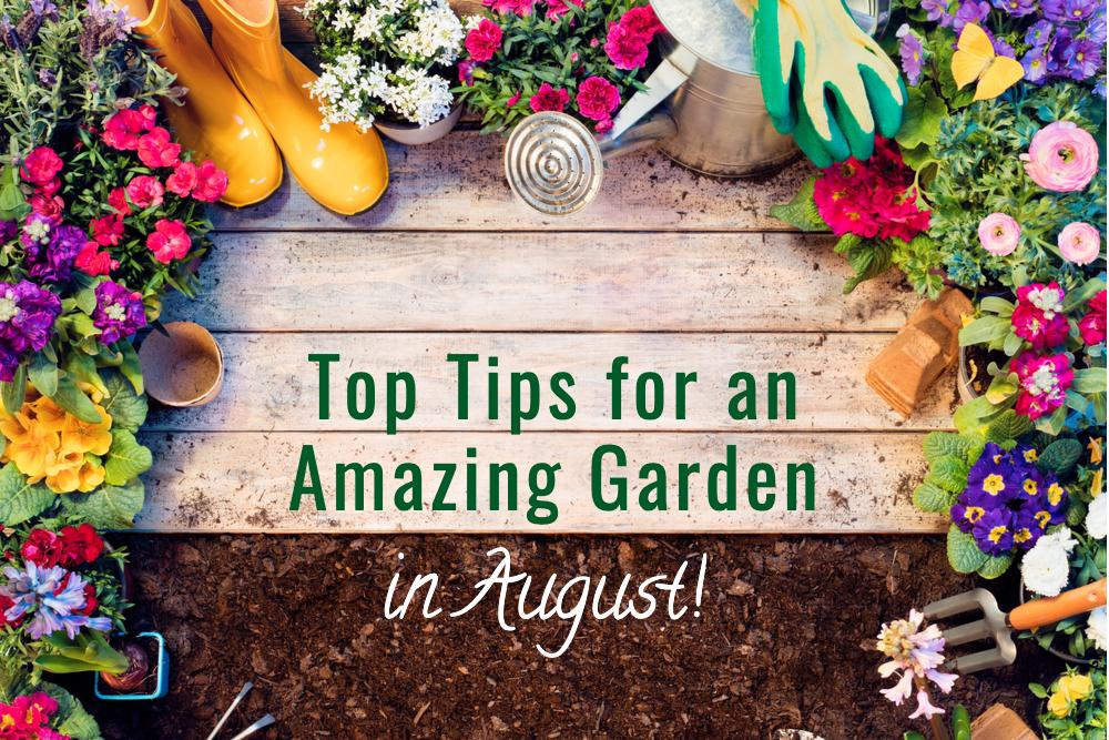 top tips for an august garden