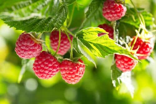 Earnshaws Fencing Centres Raspberry Harvest