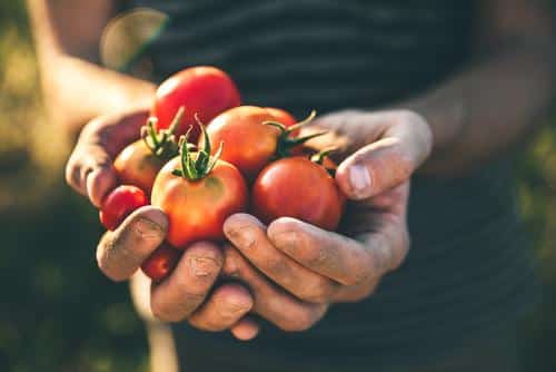 Earnshaws Fencing Centres Tomato Harvest