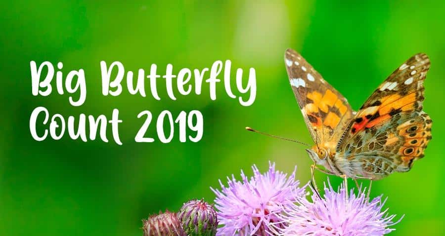 Earnshaws Fencing Centres Big Butterfly Count Results