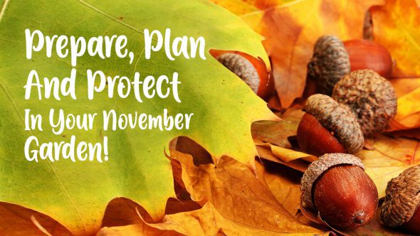 Prepare, plan and protect in your November garden!