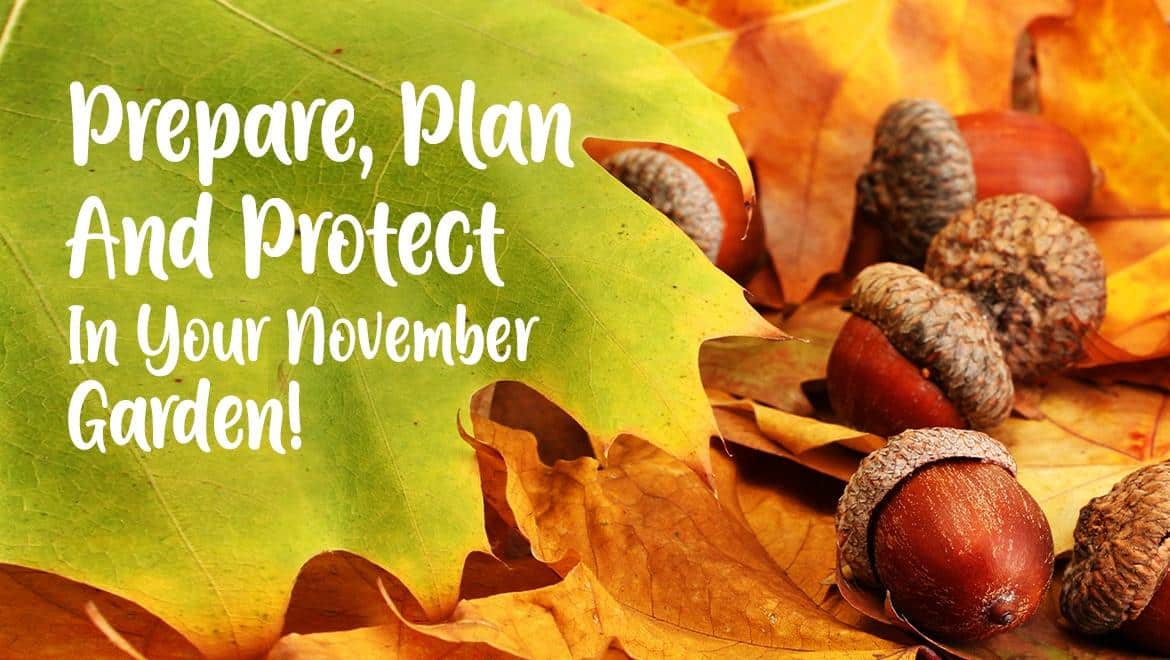 Prepare, Plan and Protect in your November Garden