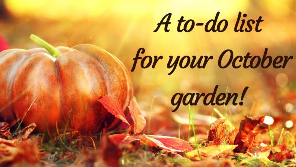 A to-do list for your October garden!