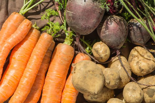 harvested veg in autumn