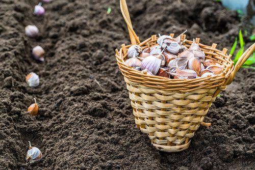 planting garlic, november gardening tips 