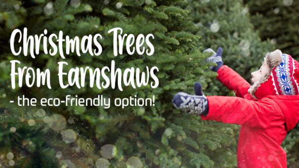 Christmas Trees From Earnshaws – the eco-friendly option!