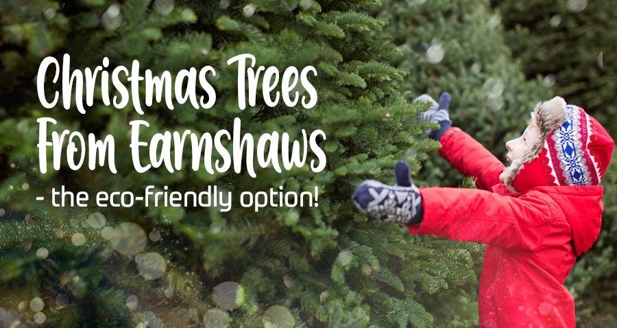 christmas trees from earnshaws