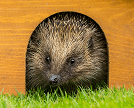 Earnshaws Animal Houses