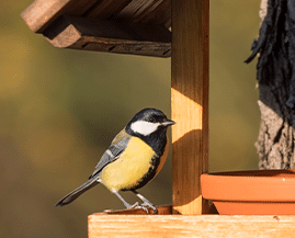 Earnshaws Bird Tables