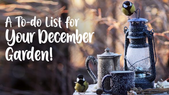 A To-do List for Your December Garden!