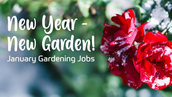 New Year – New Garden!