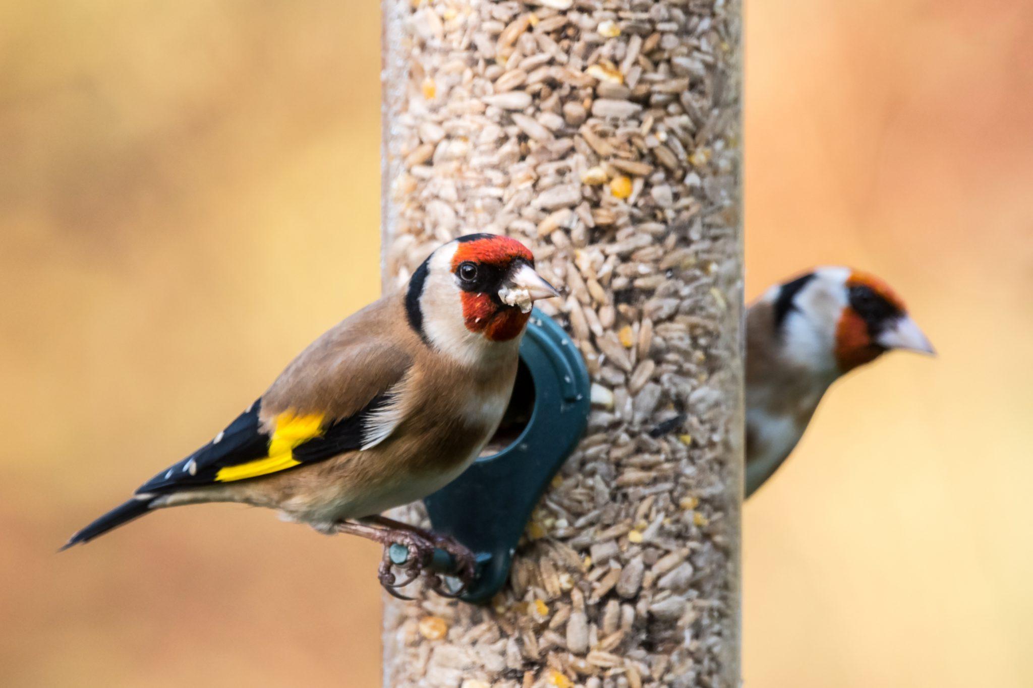 birds on feeders