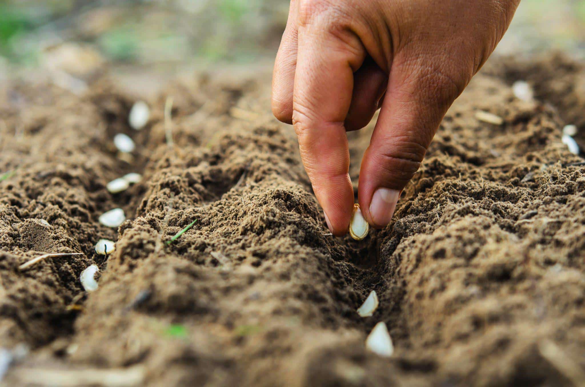 sowing seeds earnshaws fencing centres 