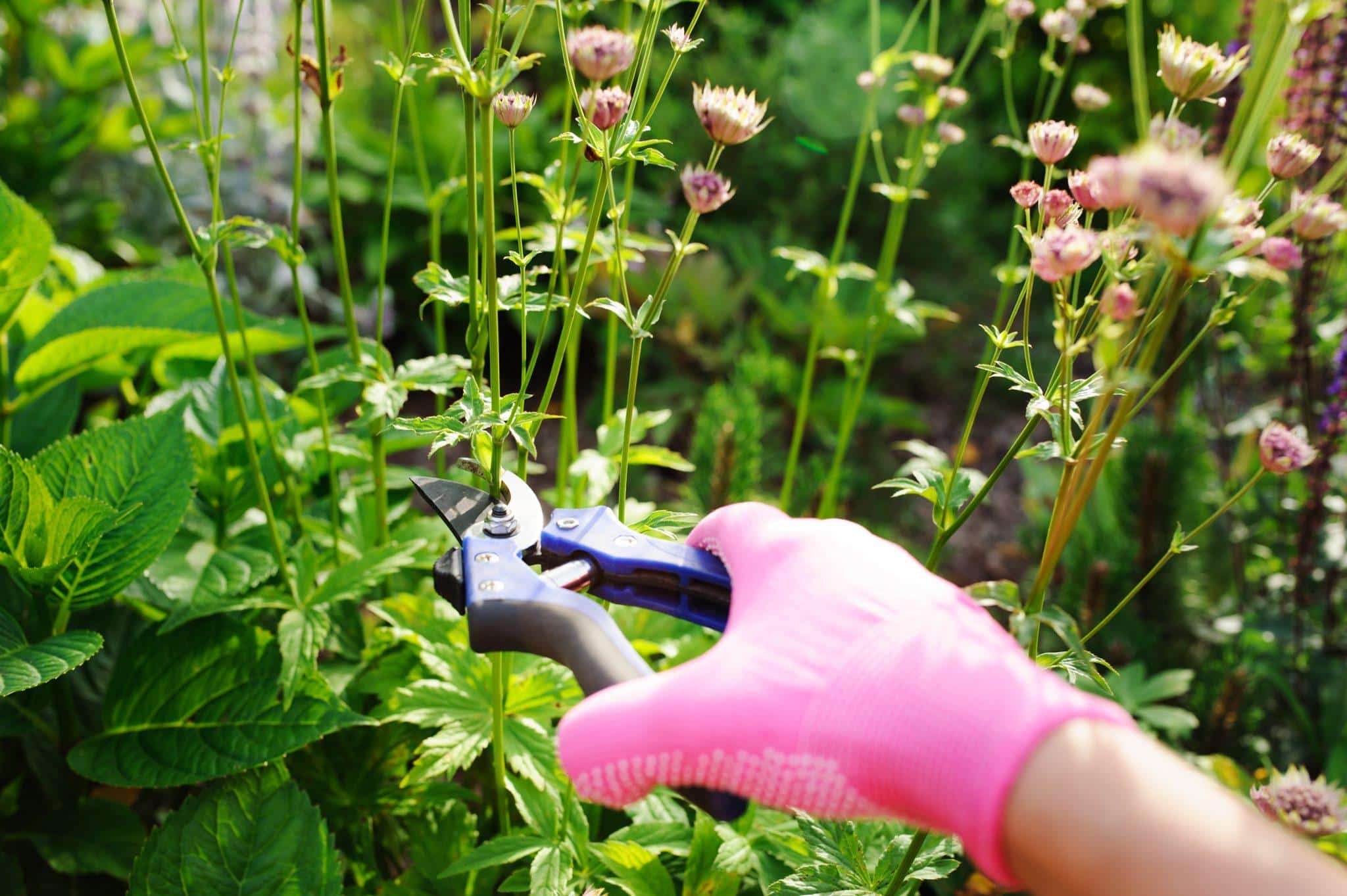 trimming perennials back 