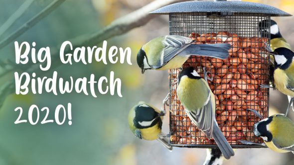 Don’t Miss the RSPB’s Big Garden Birdwatch 2020!