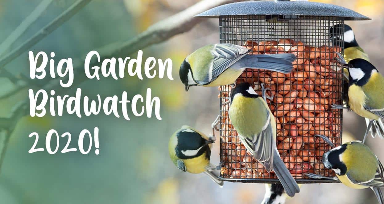 rspb's garden birdwatch