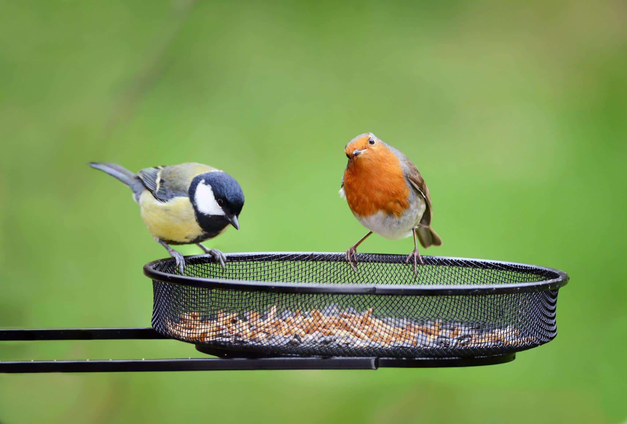 birds on feeder earnshaws