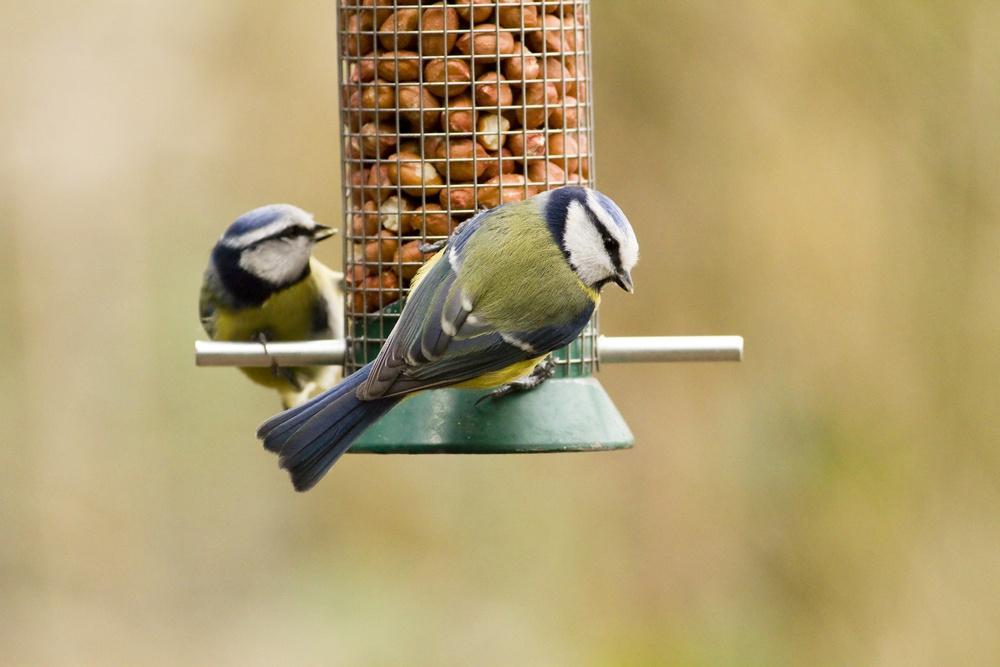 blue tits on bird feeders