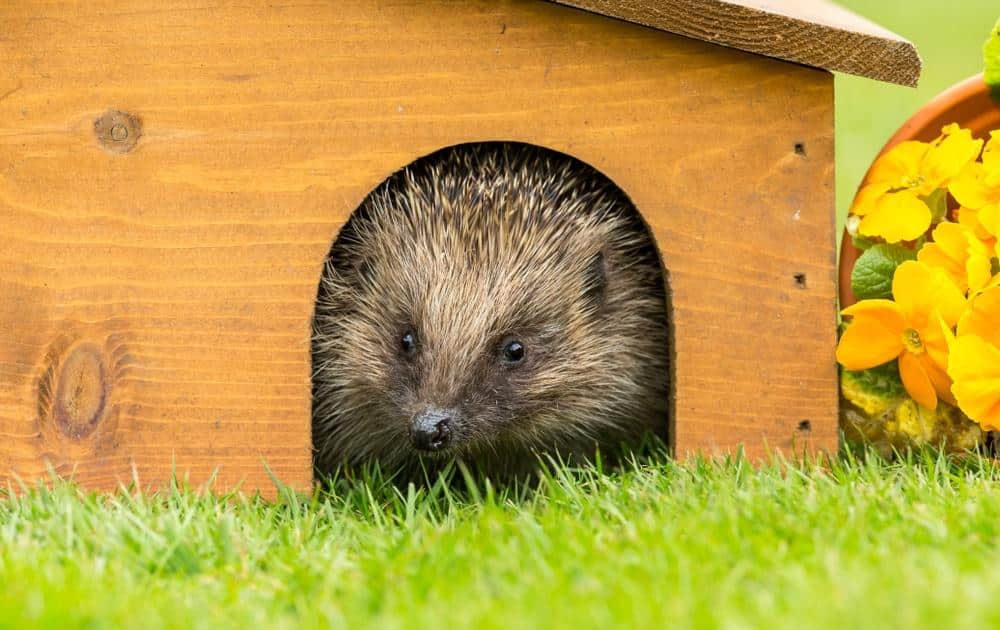 hedgehog houses earnshaws