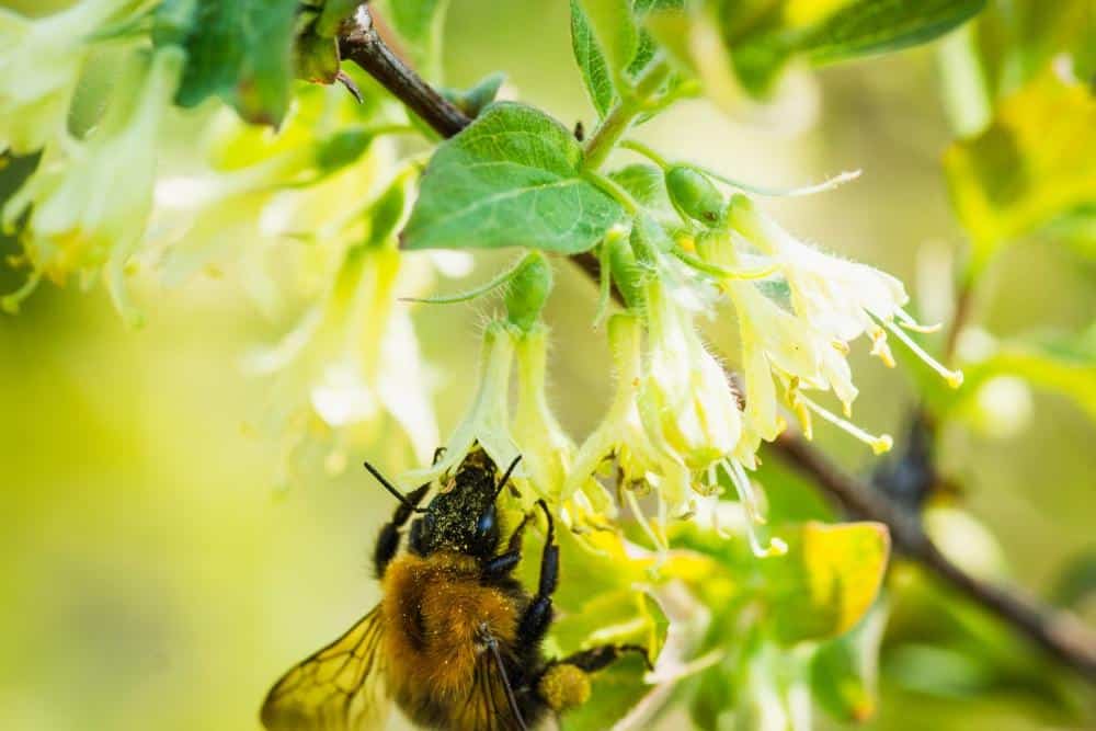 bees on honeysuckle earnshaws 