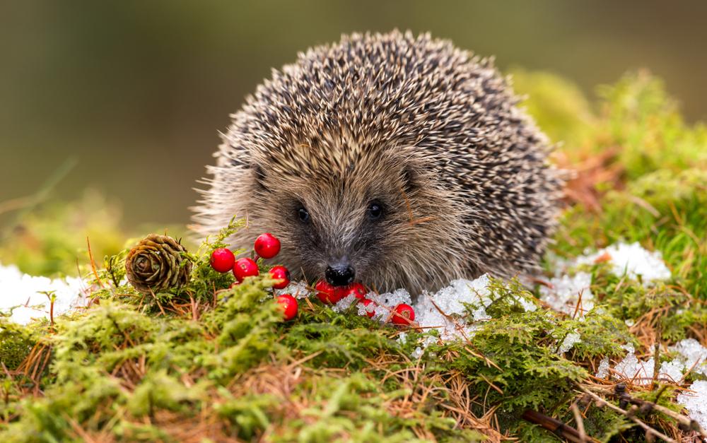 help the hedgehogs with earnshaws