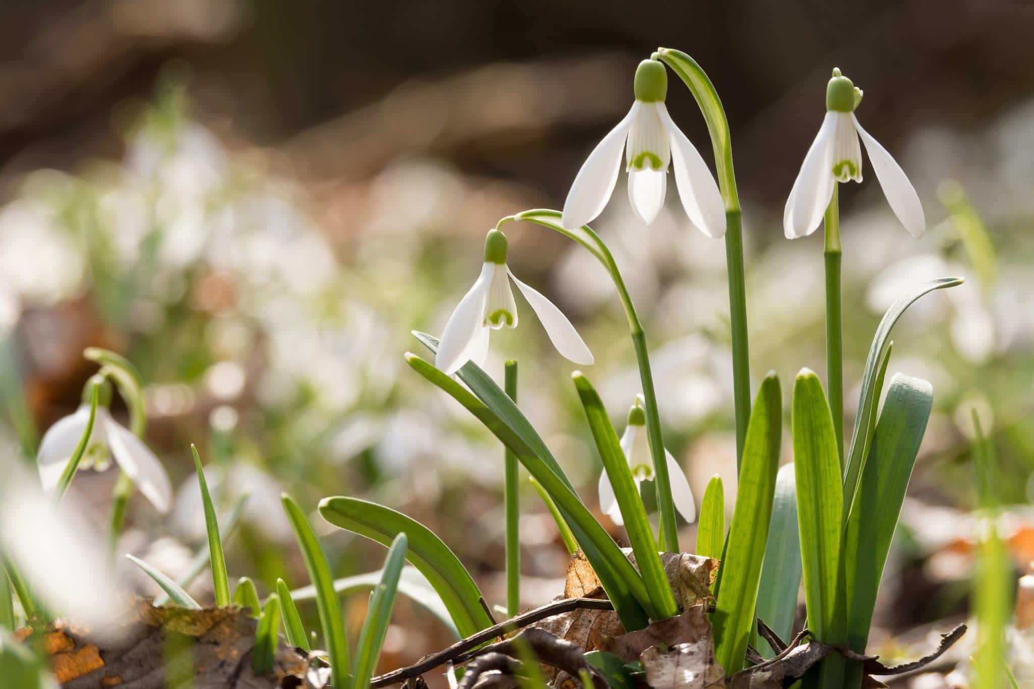 snowdrops in february 