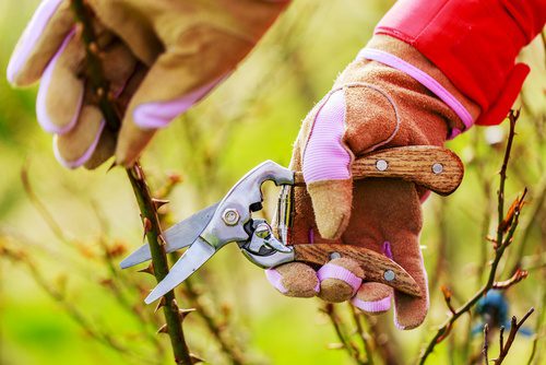 rose pruning with earnshaws